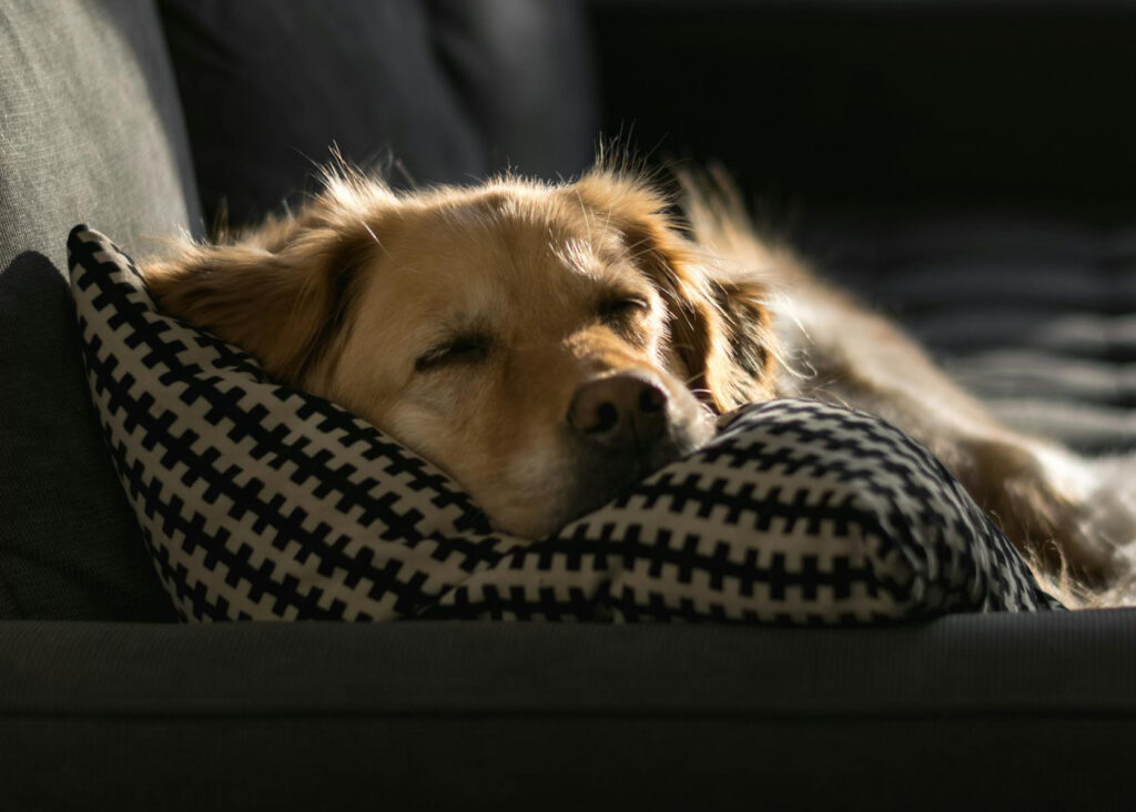 I migliori tessuti per animali domestici