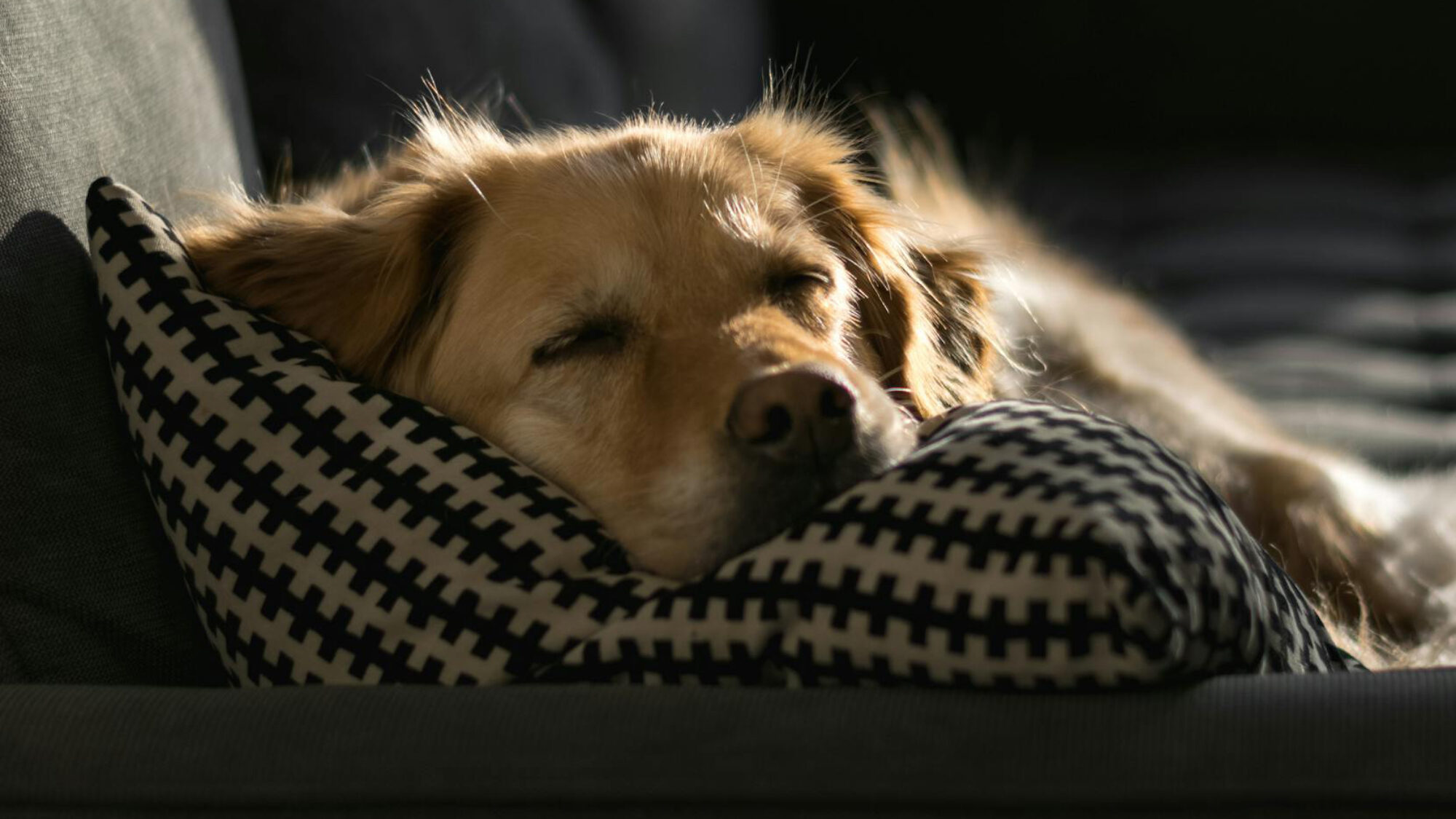 I migliori tessuti per animali domestici: guida alla scelta dei rivestimenti pet-friendly per divani e imbottiti