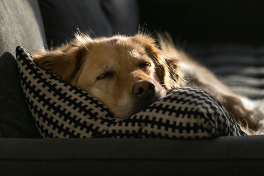 I migliori tessuti per animali domestici