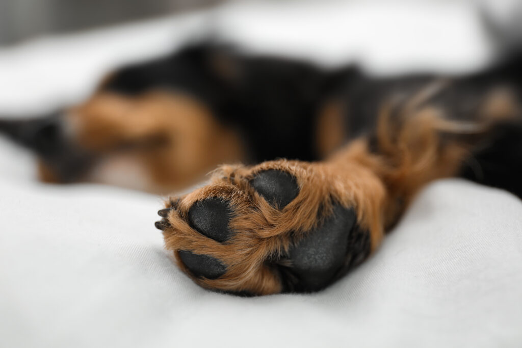 I migliori tessuti per animali domestici